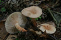 Lactarius theiogalus (Bull.:Fr.)Gray