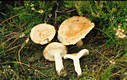 Lactarius torminosus (Schaeff.:Fr.) Gray