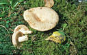 Lactarius torminosus (Schaeff.:Fr.) Gray