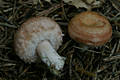 Lactarius torminosus (Schaeff.:Fr.) Gray