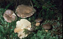 Lactarius trivialis Fr.