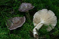 Lactarius trivialis Fr.