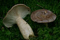 Lactarius trivialis Fr.