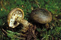 Lactarius turpis (Weinm.) Fr.