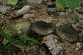 Lactarius turpis (Weinm.) Fr.