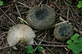 Lactarius turpis (Weinm.) Fr.