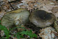 Lactarius turpis (Weinm.) Fr.