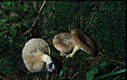 Lactarius uvidus (Fr.:Fr.) Fr.