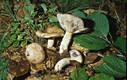 Lactarius uvidus (Fr.:Fr.) Fr.