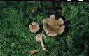 Lactarius vietus (Fr.) Fr.