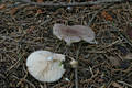 Lactarius vietus (Fr.) Fr.