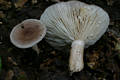 Lactarius vietus (Fr.) Fr.