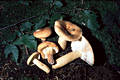 Lactarius volemus Fr.