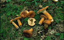 Lactarius volemus Fr.