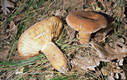 Lactarius volemus Fr.