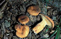 Lactarius volemus Fr.