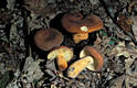 Lactarius volemus Fr.