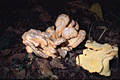 Laetiporus sulphureus (Bull.:Fr.)Murr.