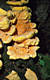 Laetiporus sulphureus (Bull.:Fr.)Murr.