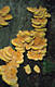 Laetiporus sulphureus (Bull.:Fr.)Murr.