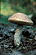 Leccinum duriusculum (Kbr.& Schul.in Fr.)Sing.