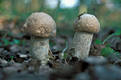 Leccinum duriusculum (Kbr.& Schul.in Fr.)Sing.