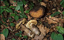 Leccinum griseum (Qul.)Singer