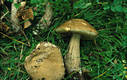 Leccinum griseum (Qul.)Singer