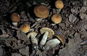 Leccinum griseum (Qul.)Singer