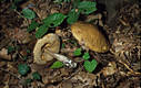 Leccinum nigrescens (Richon & Roze)Sing.