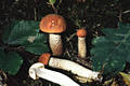 Leccinum quercinum (Pil.)Pil.