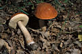 Leccinum quercinum (Pil.)Pil.