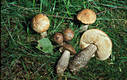 Leccinum scabrum (Bull.:Fr.)Gray