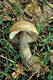 Leccinum scabrum (Bull.:Fr.)Gray