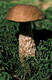 Leccinum scabrum (Bull.:Fr.)Gray