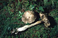 Leccinum variicolor Watling