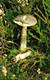 Leccinum variicolor Watling