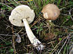 Leccinum variicolor Watling