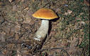 Leccinum versipelle (Fr.)Snell