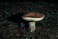 Leccinum vulpinum Watl.