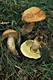 Leccinum vulpinum Watl.