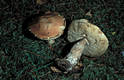 Leccinum vulpinum Watl.