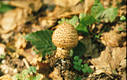 Lepiota aspera (Pers.:Fr.)Qul.