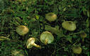 Lepiota aspera (Pers.:Fr.)Qul.