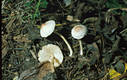 Lepiota cristata (Bolt.:Fr.)Kummer