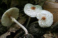 Lepiota cristata (Bolt.:Fr.)Kummer