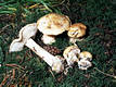 Leucocortinarius bulbiger (Alb.& Schw.:Fr.)Singer