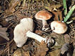 Leucocortinarius bulbiger (Alb.& Schw.:Fr.)Singer