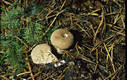 Lycoperdon foetidum Bonord.