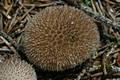 Lycoperdon foetidum Bonord.